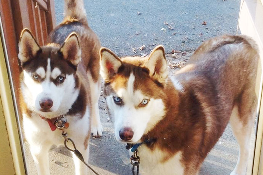 Huskies outside the office, Somerset, PA